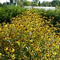 Rudbeckia triloba